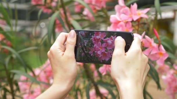 Женщина фотографирует цветок олеандра на своем смартфоне для использования в социальных сетях. Блогер. 4k, slow motion — стоковое видео