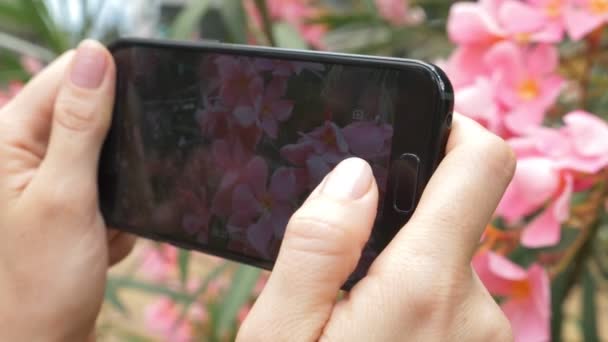 Žena pořídí fotografii květiny oleandry na svém smartphonu, pro použití v sociálních sítích. Blogger. 4k, pomalý pohyb — Stock video