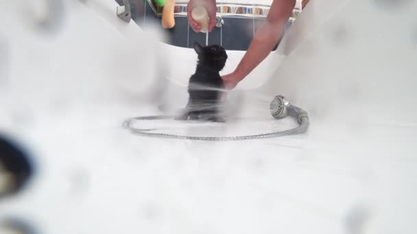 Fürdőkád, 4k, action fényképezőgép egy fekete macska mosás — Stock videók