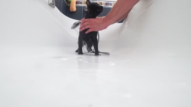Миття чорної кішки у ванні, 4k, камера дій — стокове відео