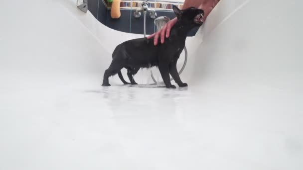 Washing a black cat in bathtub, 4k, action camera — Stock Video