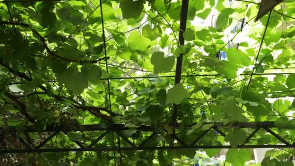 Hintergrund mit Traubenblättern und jungen Trauben an der Rebe. 4k, — Stockvideo