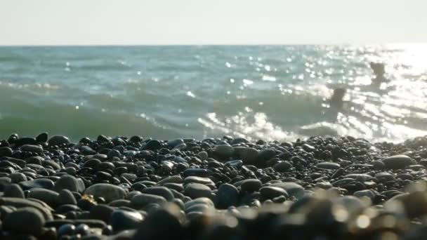 Burung pipit di pantai makan ganggang dilempar ke darat. 4k, close-up — Stok Video