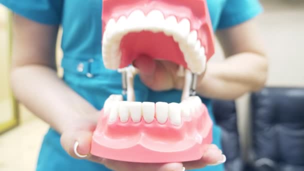Стоматолог показывает структуру рта с помощью модели челюсти человека. 4k, slow motion — стоковое видео