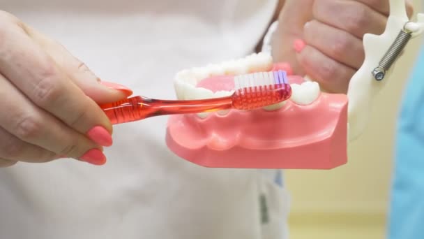 Dentista Usando Maqueta Mandíbula Cepillo Dientes Para Enseñar Paciente Limpieza — Vídeos de Stock