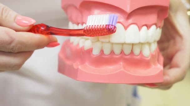 Zahnarzt mit Kiefermock und Zahnbürste, um Patienten die korrekte Reinigung der Zähne beizubringen, 4k, Zeitlupe — Stockvideo