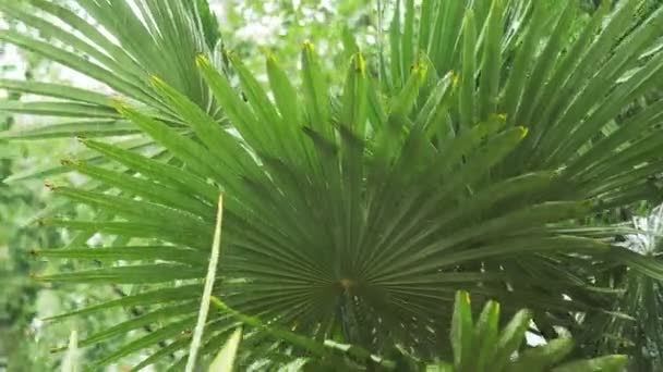 Tropical rain. drops falling on the large green palm leaves. 4k — Stock Video