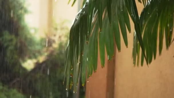Trópusi eső. a nagy zöld Pálma levelek függŒlegesen. 4k