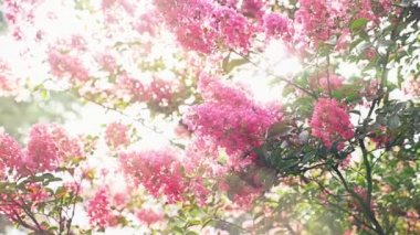 Lagerstroemia indica çiçektir ağaca tutunan mor büyük bir buket. Lagerstroemia indica ilkbahardan doğal güneş ışığı ile. 4k, stadikam