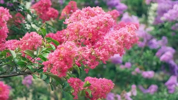 La flor Lagerstroemia indica es un gran ramo de púrpura que cuelga del árbol. Lagerstroemia indica de primavera con luz solar natural. 4k, stadikam — Vídeos de Stock