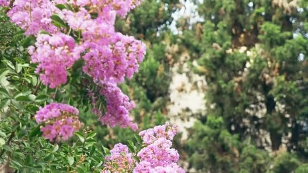 La flor Lagerstroemia indica es un gran ramo de púrpura que cuelga del árbol. Lagerstroemia indica de primavera con luz solar natural. 4k, stadikam — Vídeo de stock