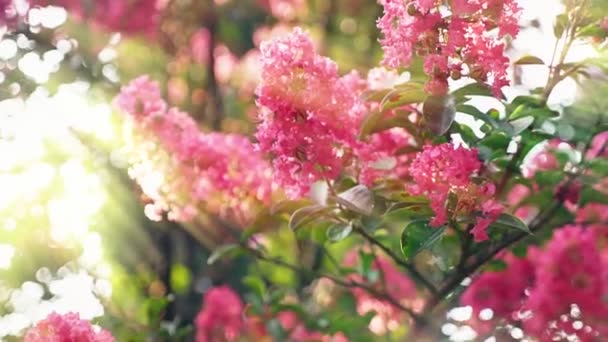 Lagerstroemia indica λουλούδι είναι ένα μεγάλο μπουκέτο μοβ κρέμεται από το δέντρο. Lagerstroemia indica από την άνοιξη με φυσικό φως του ήλιου. 4k, stadikam — Αρχείο Βίντεο