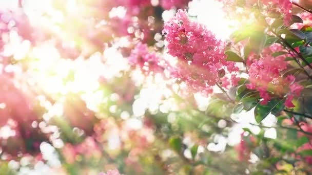 Lagerstroemia indica fleur est un grand bouquet de violet suspendu à l'arbre. Lagerstroemia indica du printemps avec la lumière naturelle du soleil. 4k, stadikam — Video