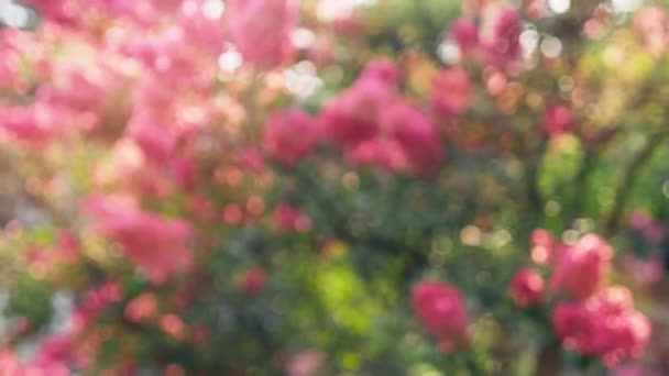 Lagerstroemia indica blomma är en stor bukett lila hängande från trädet. Lagerstroemia indica från våren med naturligt solljus. 4k, stadikam — Stockvideo