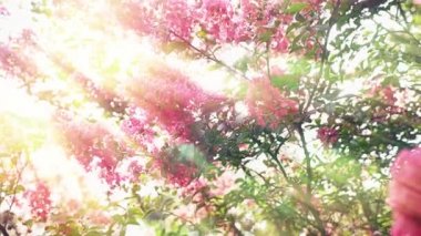 Lagerstroemia indica çiçektir ağaca tutunan mor büyük bir buket. Lagerstroemia indica ilkbahardan doğal güneş ışığı ile. 4k, stadikam