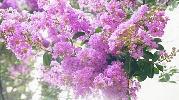 Lagerstroemia indica virág egy nagy csokor lila lóg a fán. Lagerstroemia indica tavasztól a természetes napfény. 4k, stadikam — Stock videók