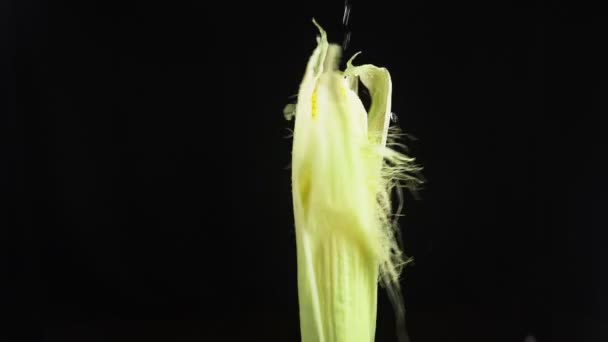 Mazorca de maíz, de cerca. Gotas de agua caen sobre una manzana giratoria sobre un fondo negro. super cámara lenta . — Vídeo de stock