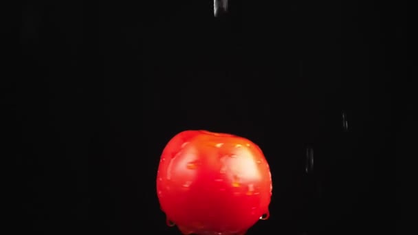 Röd tomat, nära - upp. Droppar vatten falla på en roterande apple på en svart bakgrund. Super slow motion. — Stockvideo