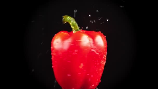 Rode paprika, sluiten - omhoog. Druppels water vallen op een roterende apple op een zwarte achtergrond. Super slow-motion. — Stockvideo