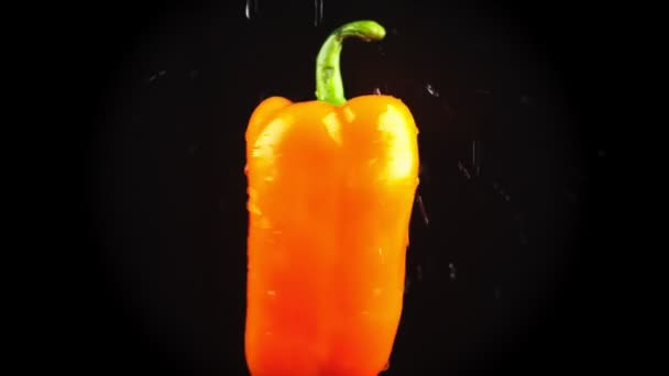 Oranje paprika, sluiten - omhoog. Druppels water vallen op een roterende apple op een zwarte achtergrond. Super slow-motion. — Stockvideo