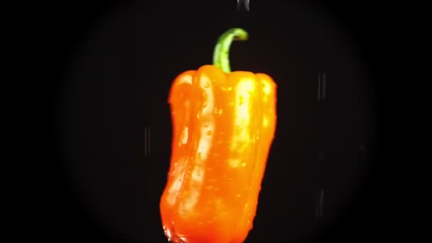 Orange bell pepper, close - up. Drops of water fall on a rotating apple on a black background. super slow-motion. — Stock Video