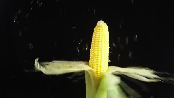 Oor van maïs, sluiten - omhoog. Druppels water vallen op een roterende apple op een zwarte achtergrond. Super slow-motion. — Stockvideo
