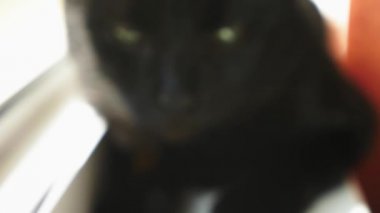 Pencere üzerinde oturan siyah kedi