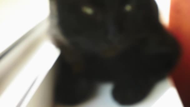 Gato negro sentado en ventana — Vídeo de stock