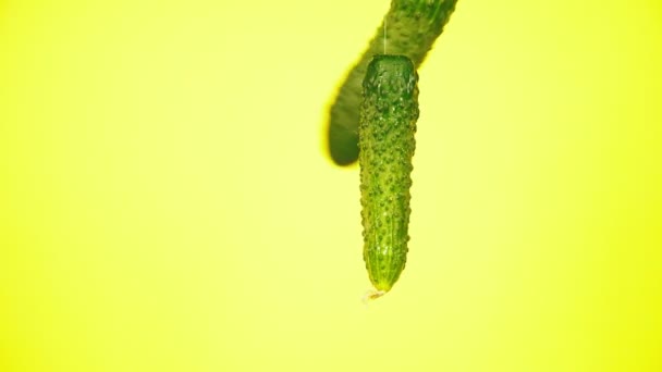 新鮮なキュウリは水の滴と落ちる。栄養の概念。黄色の背景に分離減速 — ストック動画