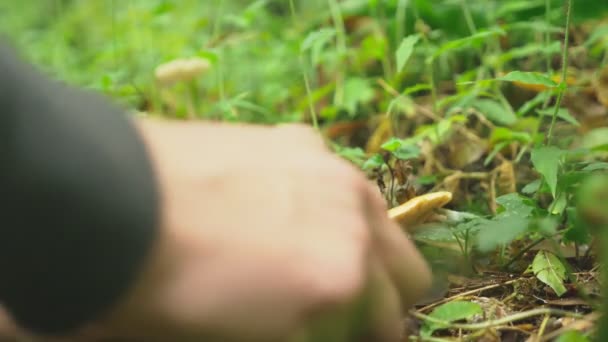 O conceito de atividades ao ar livre na natureza, a coleção de cogumelos na floresta. Close-up de uma mão corta um cogumelo. 4k — Vídeo de Stock