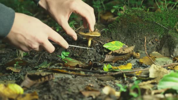 Het concept van outdoor activiteiten in de natuur, het verzamelen van paddestoelen in het bos. Close-up van een hand afsnijdt af van een paddenstoel. 4k — Stockvideo