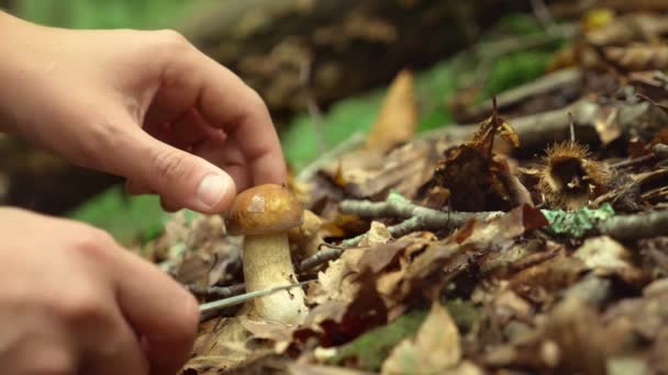 Het concept van outdoor activiteiten in de natuur, het verzamelen van paddestoelen in het bos. Close-up van een hand afsnijdt af van een paddenstoel. 4k — Stockvideo