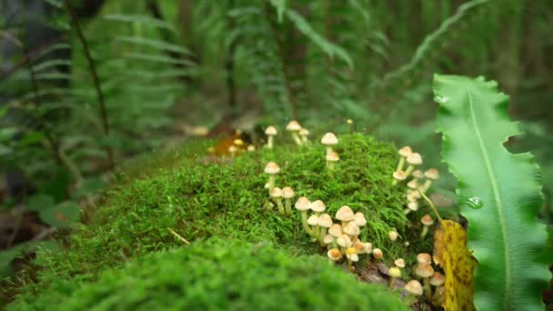 Begreppet friluftsliv i naturen, insamling av svamp i skogen. Närbild av en hand skär av en svamp. 4k — Stockvideo