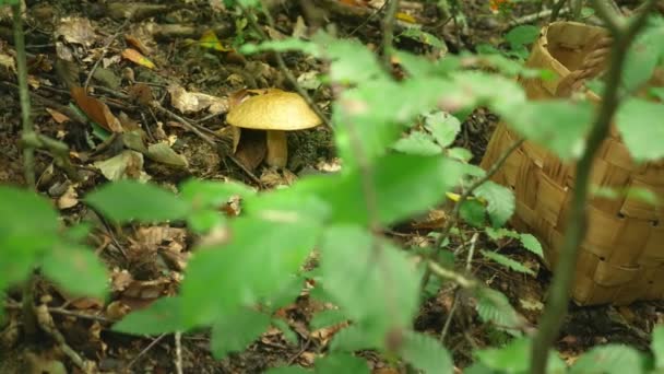 Begreppet friluftsliv i naturen, insamling av svamp i skogen. Närbild av en hand skär av en svamp. 4k — Stockvideo