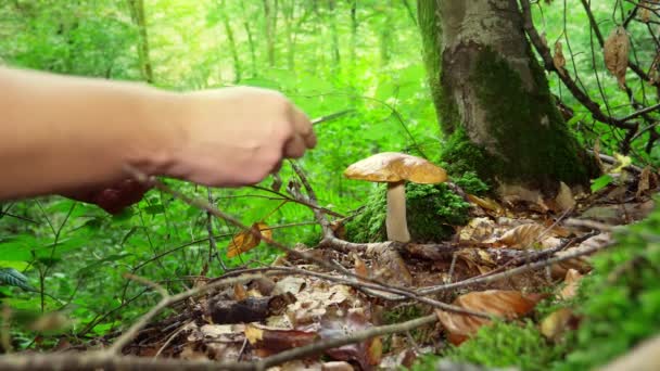 Le concept d'activités de plein air dans la nature, la collection de champignons dans la forêt. Gros plan d'une main coupant un champignon. 4k — Video