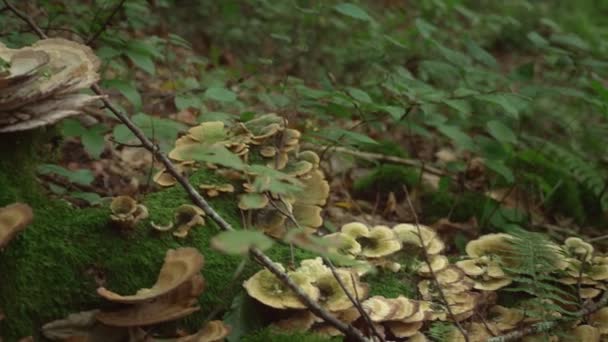 Svamp. Brun vild svamp på stort träd som föll ner i den djupa skogen. Skog svamp med grön mossa och fern. 4k — Stockvideo