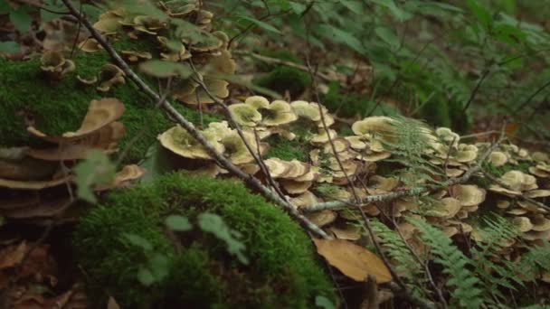 Houby. Hnědý lesními houbami na velký strom, který spadl v hlubokém lese. Lesní houby s zeleného mechu a kapradí. 4k — Stock video