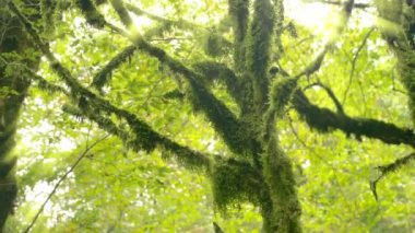 Yapraklar ve ağaçlar tropikal vahşi ormanda güneş ışığı güneş ışınları ışıltı. 4k, ağır çekim