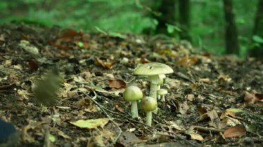 4k, bir adam bir mantarı ayaklarıyla, mantar ormandaki toplanırken başladı. yakın çekim