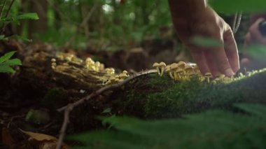 açık hava etkinlikleri doğada, mantar orman topluluğu kavramı. Bir el Close-up bir mantar keser. 4k