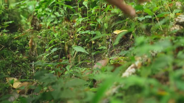 Das Konzept der Aktivitäten im Freien in der Natur, das Sammeln von Pilzen im Wald. Die Nahaufnahme einer Hand schneidet einen Pilz ab. 4k — Stockvideo