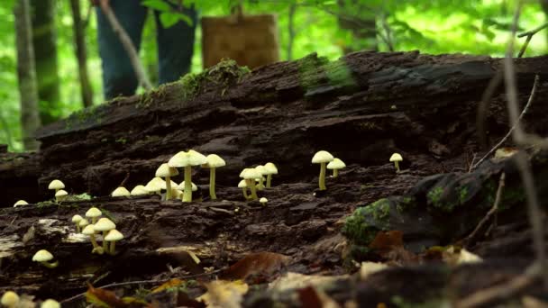 4k, крупним планом. зелені в лісі у фокусі, на задньому плані на дефокусі чоловіка, який шукає гриби . — стокове відео