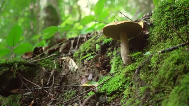 Le concept d'activités de plein air dans la nature, la collection de champignons dans la forêt. Gros plan d'une main coupant un champignon. 4k — Video