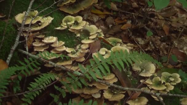 Гриб. Коричневый дикий гриб на большом дереве, упавшем в глубоком лесу. Лесной гриб с зеленым мхом и папоротником. 4k — стоковое видео