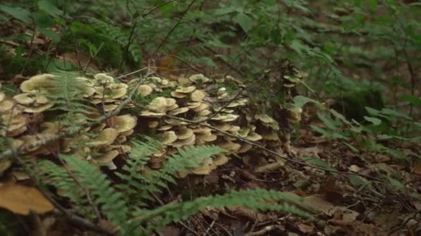 Mushroom. Brown wild mushroom at big tree that fell down in the deep forest. Forest mushroom with green moss and fern. 4k — Stock Video