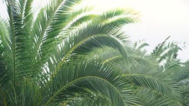 Şehir Park palmiye Caddesi. stadikam. 4k, ağır çekim.