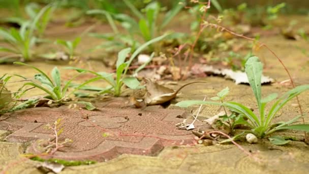 A grama verde cresce através das telhas. 4k, tiro de boneca — Vídeo de Stock