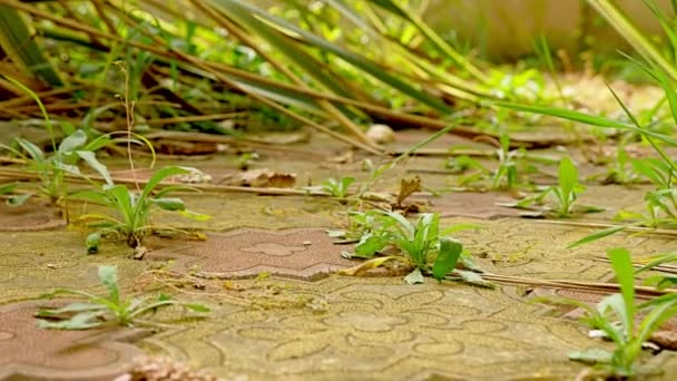 L'herbe verte pousse à travers les bardeaux. 4k, tir de poupée — Video