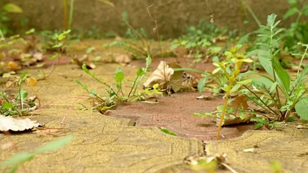帯状疱疹を緑の草が生えています。4 k、ドリー ショット — ストック動画