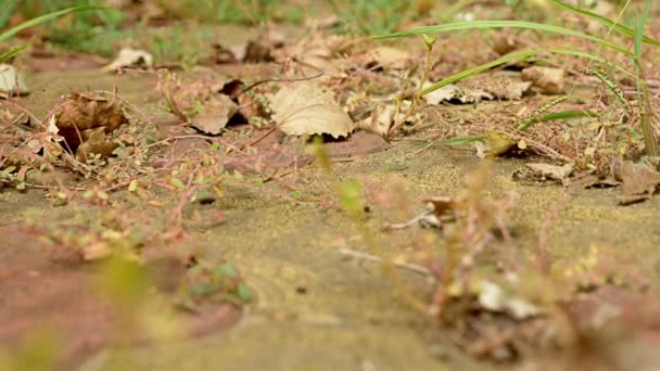 L'herbe verte pousse à travers les bardeaux. 4k, tir de poupée — Video